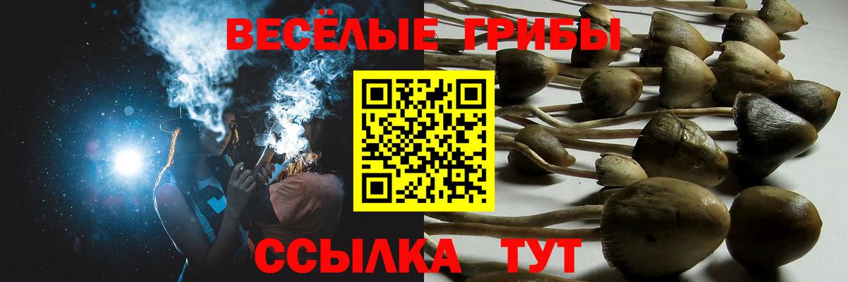 Галлюциногенные грибы Psilocybine cubensis Ачинск